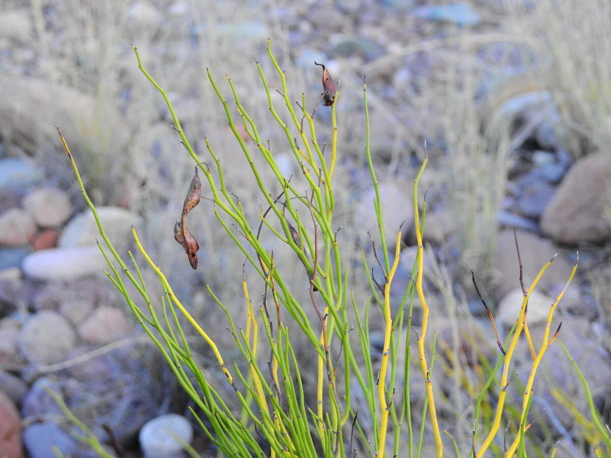 Senna pachyrrhiza var. pachyrrhiza resmi