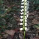 Слика од Spiranthes ovalis var. ovalis