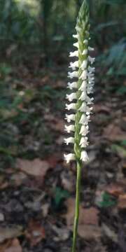 Слика од Spiranthes ovalis var. ovalis