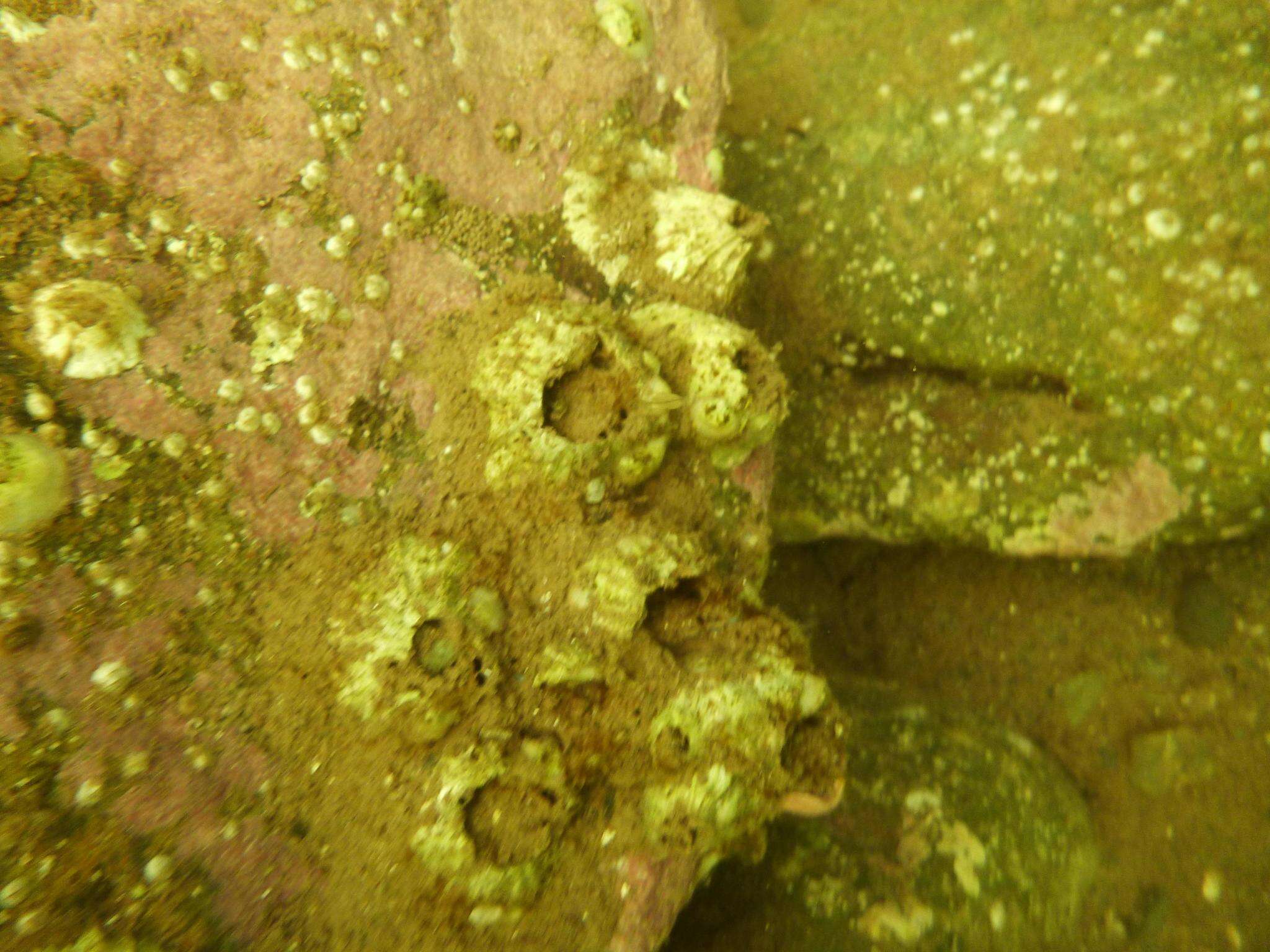 Image of rough barnacle