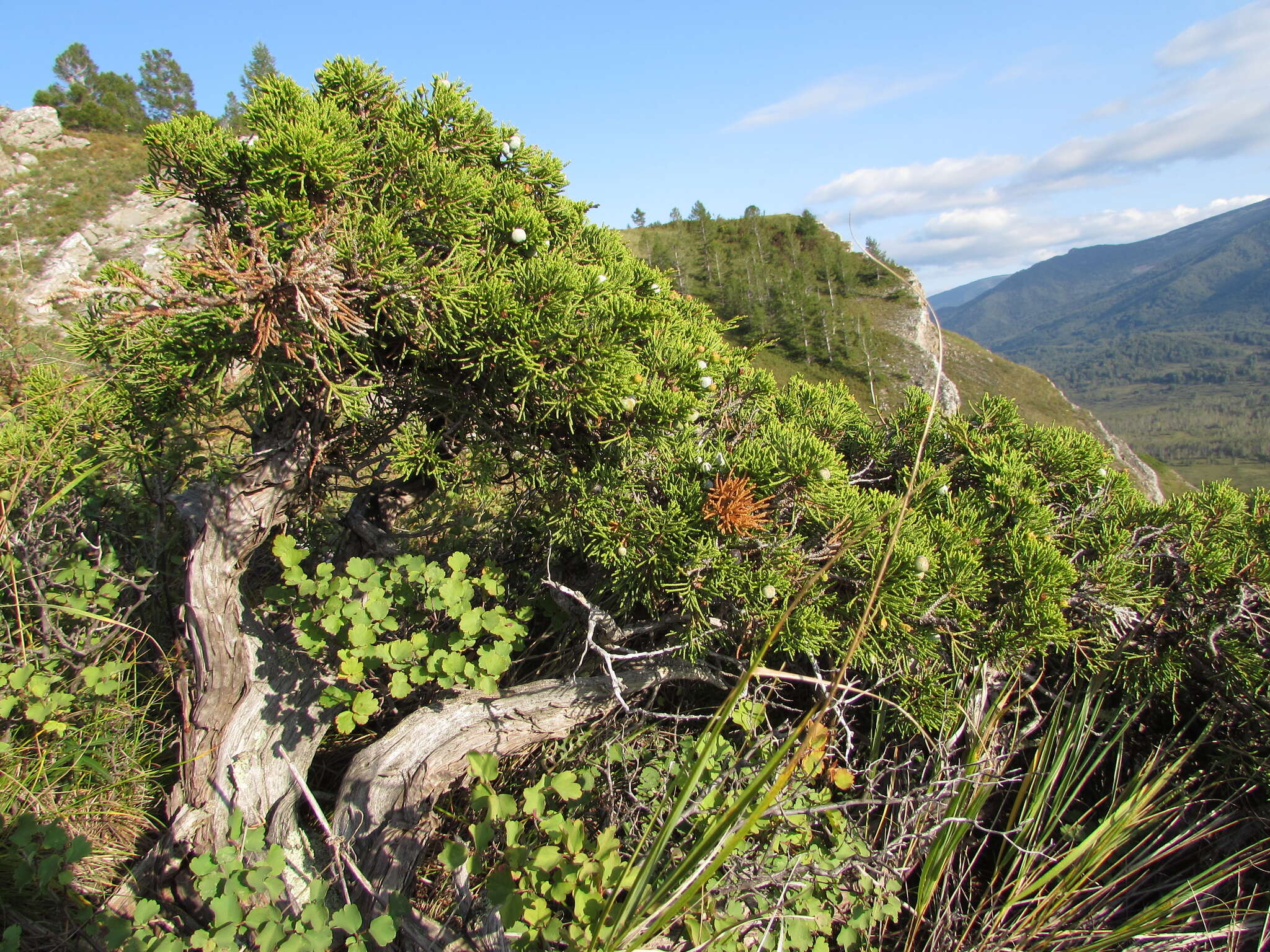 Image of Savin Juniper