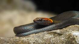 Image of Rustyhead Snake