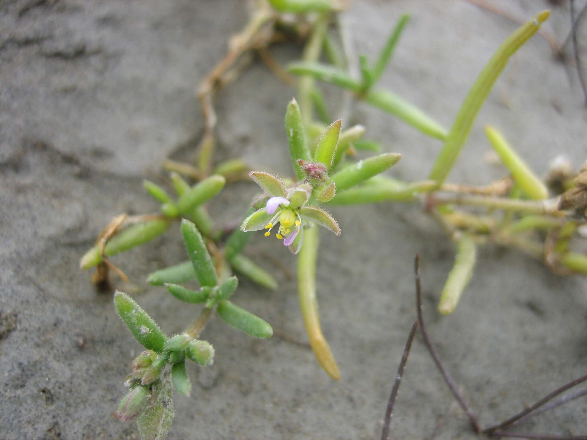 Plancia ëd Spergularia media (L.) C. Presl