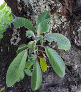 Image of Bolivian fuchsia