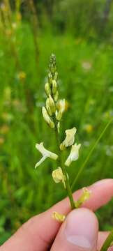 Image of Palouse milkvetch