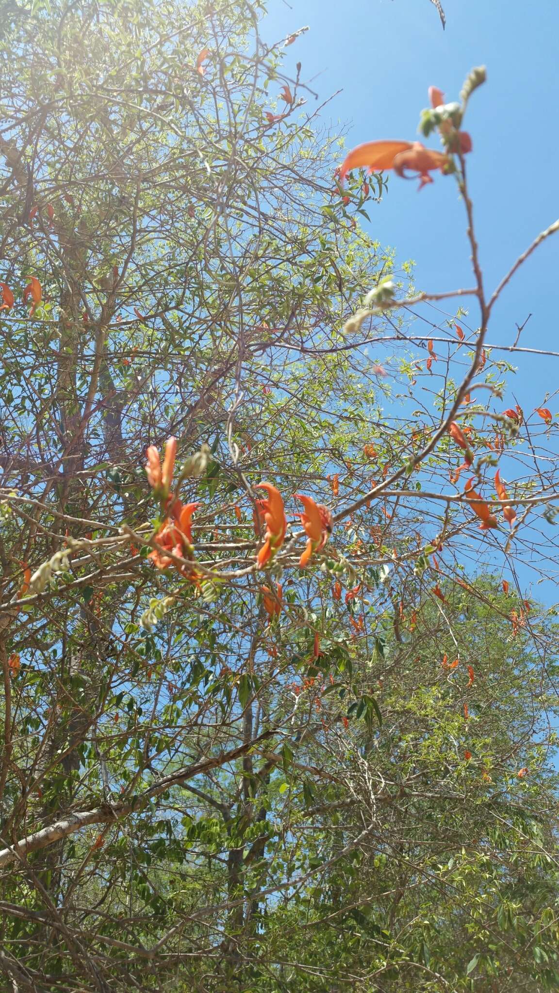Image of Chadsia flammea Bojer