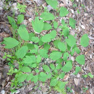 Image de Caulophyllum thalictroides (L.) Michx.