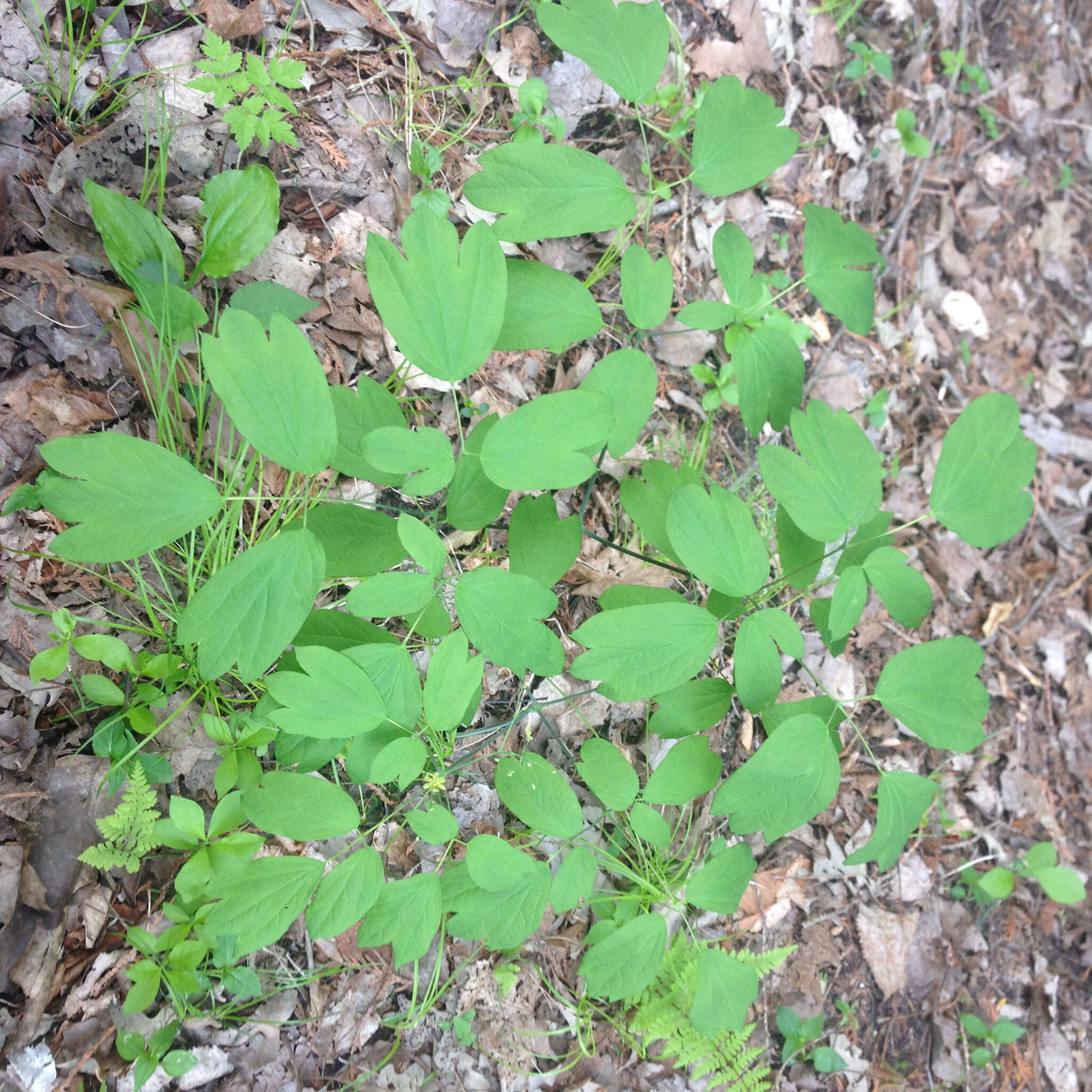 Image de Caulophyllum thalictroides (L.) Michx.