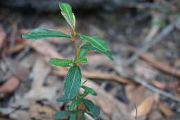 Image of Phebalium graniticola I. Telford & J. J. Bruhl