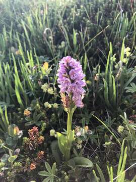 Image of Dactylorhiza maculata subsp. islandica (Á. Löve & D. Löve) Soó