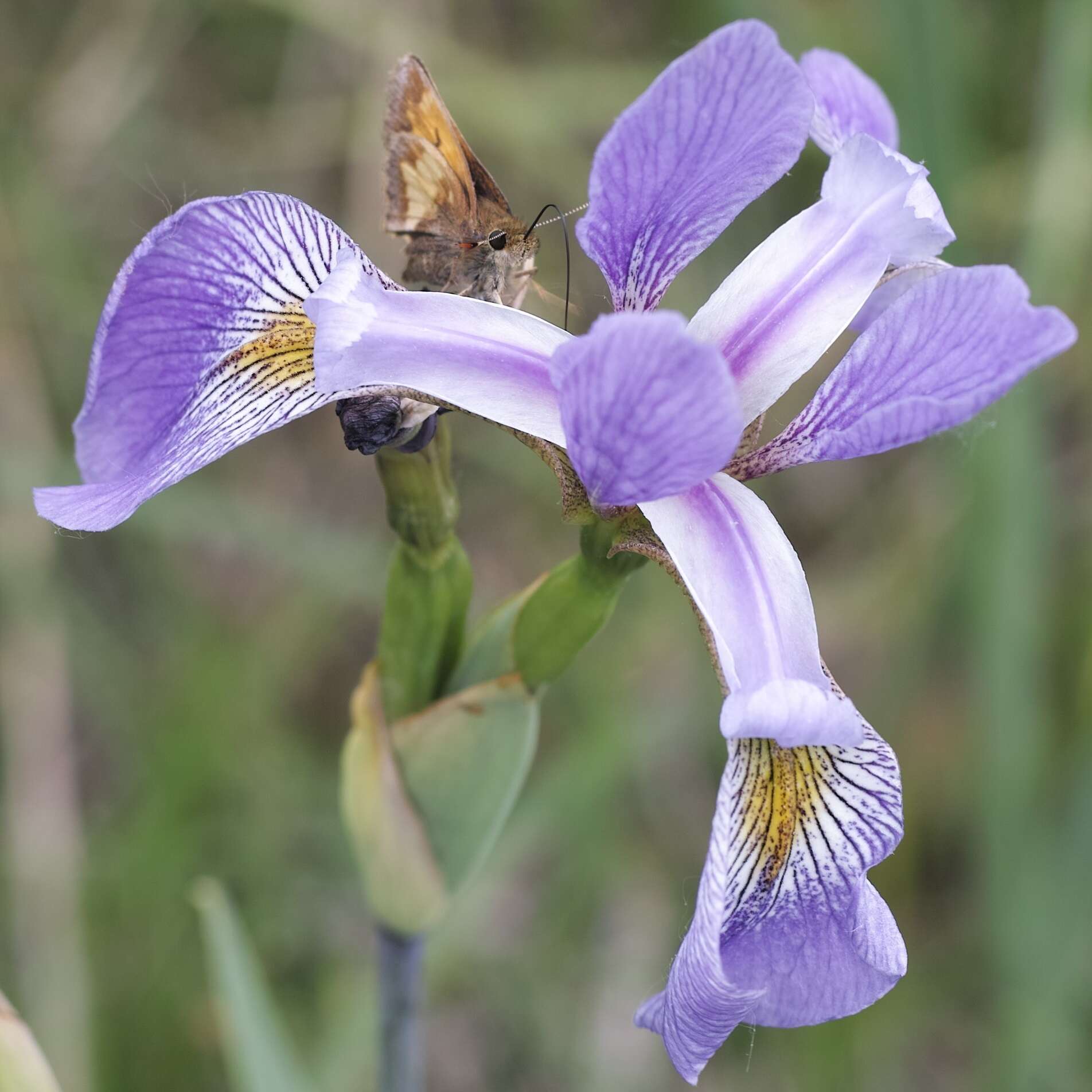 Image de blue flag iris versicolore