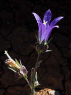 Imagem de Campanula stricta L.