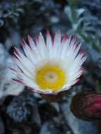 Image of Helichrysum retortum (L.) Willd.