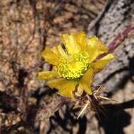 Imagem de Cylindropuntia thurberi (Engelm.) F. M. Knuth