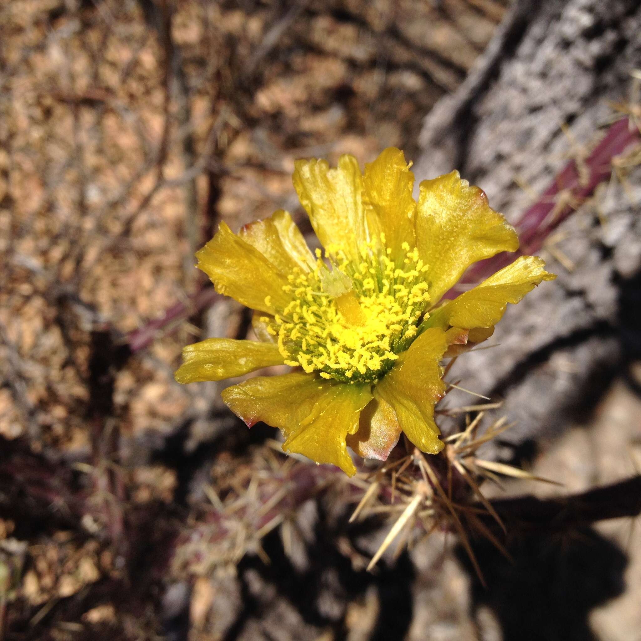 Imagem de Cylindropuntia thurberi (Engelm.) F. M. Knuth