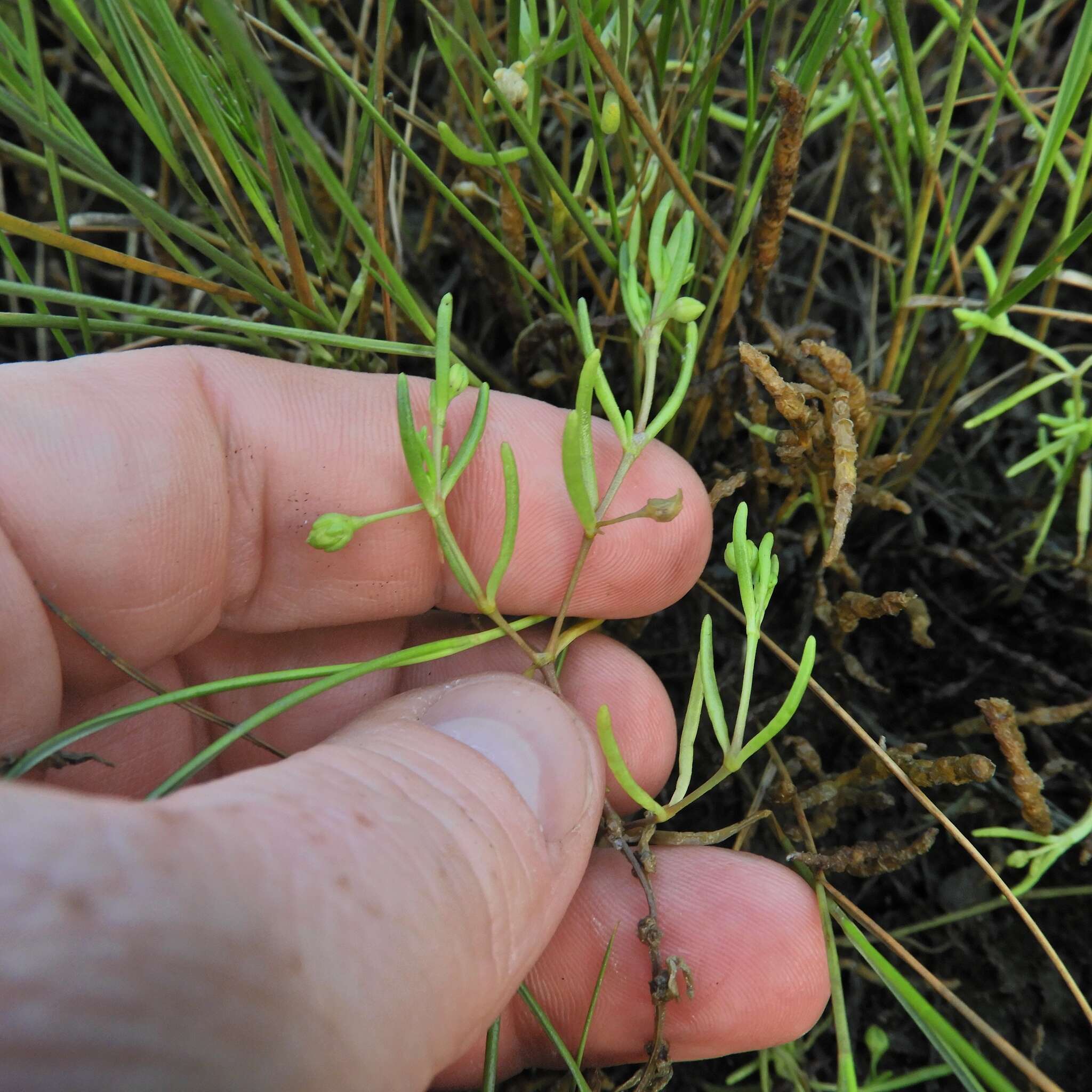 Plancia ëd Spergularia canadensis (Pers.) G. Don