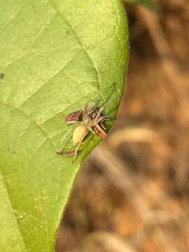 Слика од Cheiracanthium inclusum (Hentz 1847)