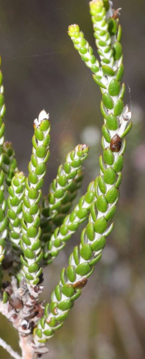 Слика од Lachnospermum imbricatum (Berg.) Hilliard