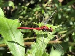 Image of Ruby Meadowhawk