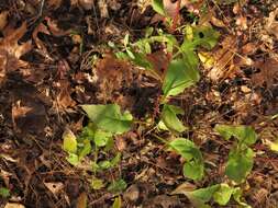 Image of Solidago speciosa subsp. speciosa