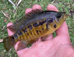 Image of Monarch Cichlid