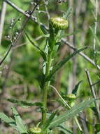 Image of Leucanthemum ircutianum (Turcz.) DC.