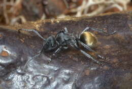 Image of Polyrhachis guerini Roger 1863