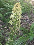 Image of Nuttall's deathcamas