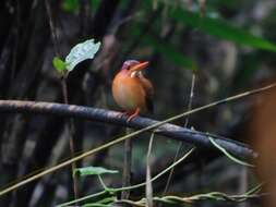 Image of Sulawesi Dwarf-kingfisher