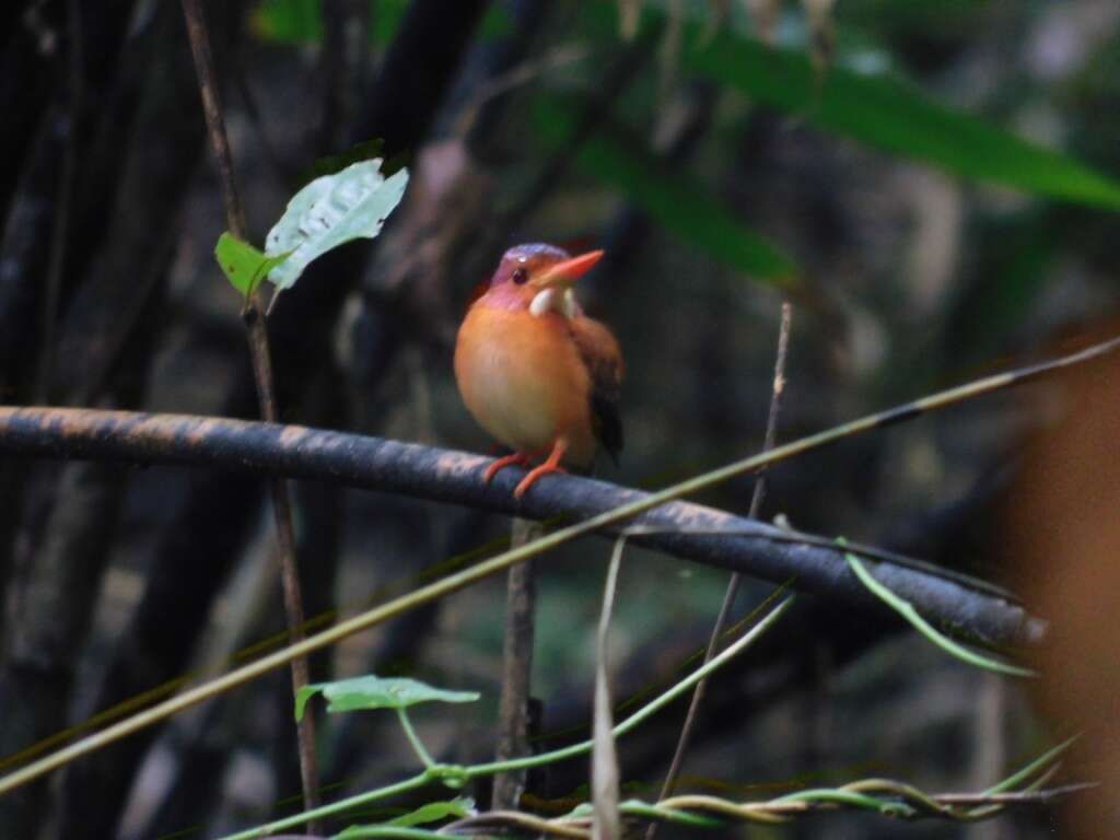 Image of Sulawesi Dwarf-kingfisher