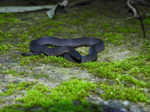 Image of Formosa Odd-scaled Snake