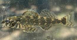 Imagem de Etheostoma histrio Jordan & Gilbert 1887