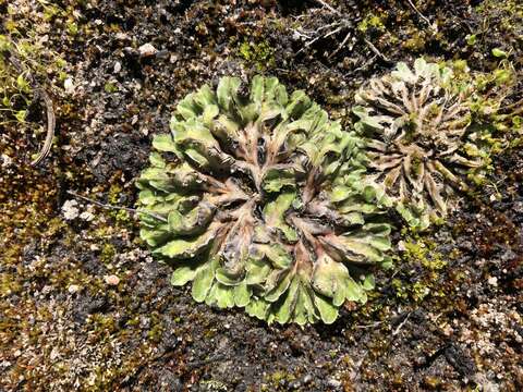 Image of Riccia cartilaginosa Steph.