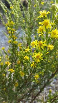 Image of Dittrichia viscosa subsp. angustifolia (Bég.) Greuter