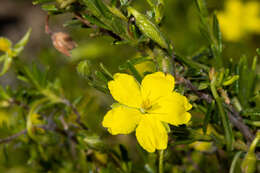 Hibbertia glebosa subsp. glebosa resmi