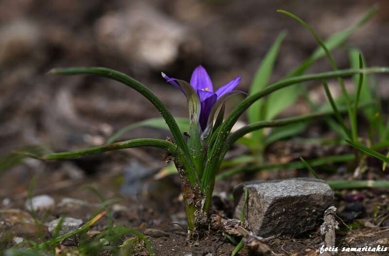 Sivun Romulea linaresii subsp. graeca Bég. kuva