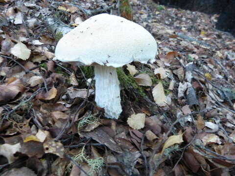 Image of snowy bolete