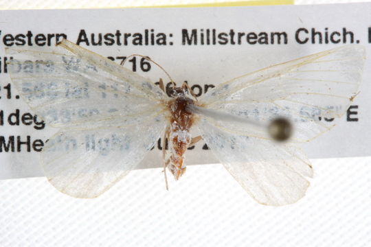 Image of <i>Leucesthes alba</i> Swinhoe 1902