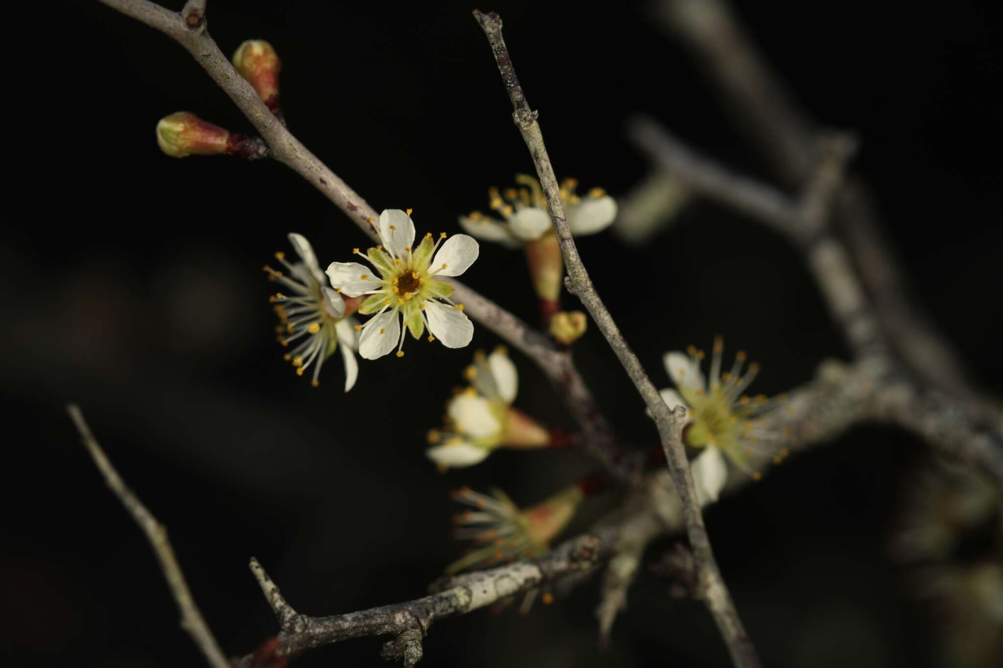 صورة Prunus geniculata Harper