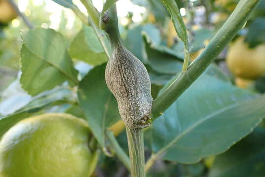 صورة Bruchophagus fellis (Girault 1928)