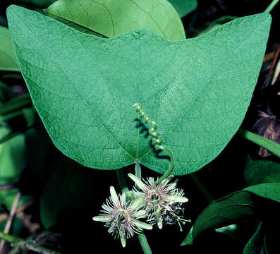 Слика од Passiflora sexflora A. Juss.