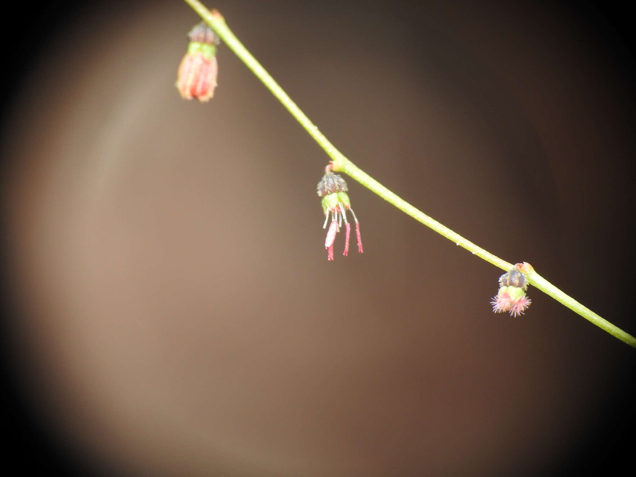 Image of Gonocarpus micranthus subsp. ramosissimus Orchard