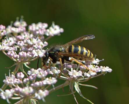 Image of Dolichovespula saxonica (Fabricius 1793)