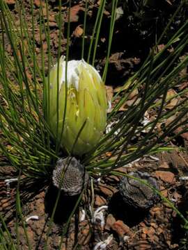 Image of Protea lorea R. Br.