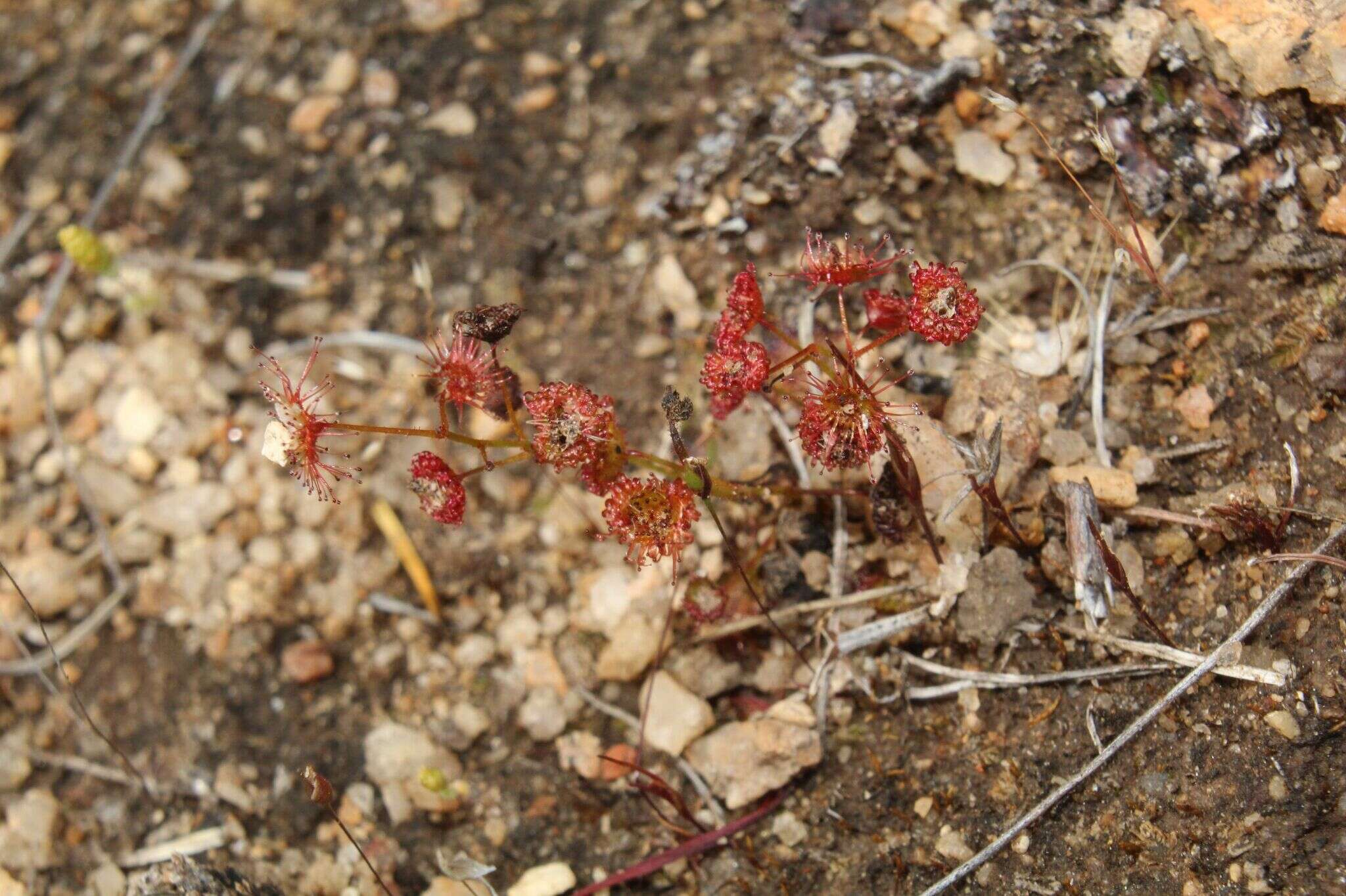 Image of Drosera andersoniana W. Fitzg. ex Ewart. & White