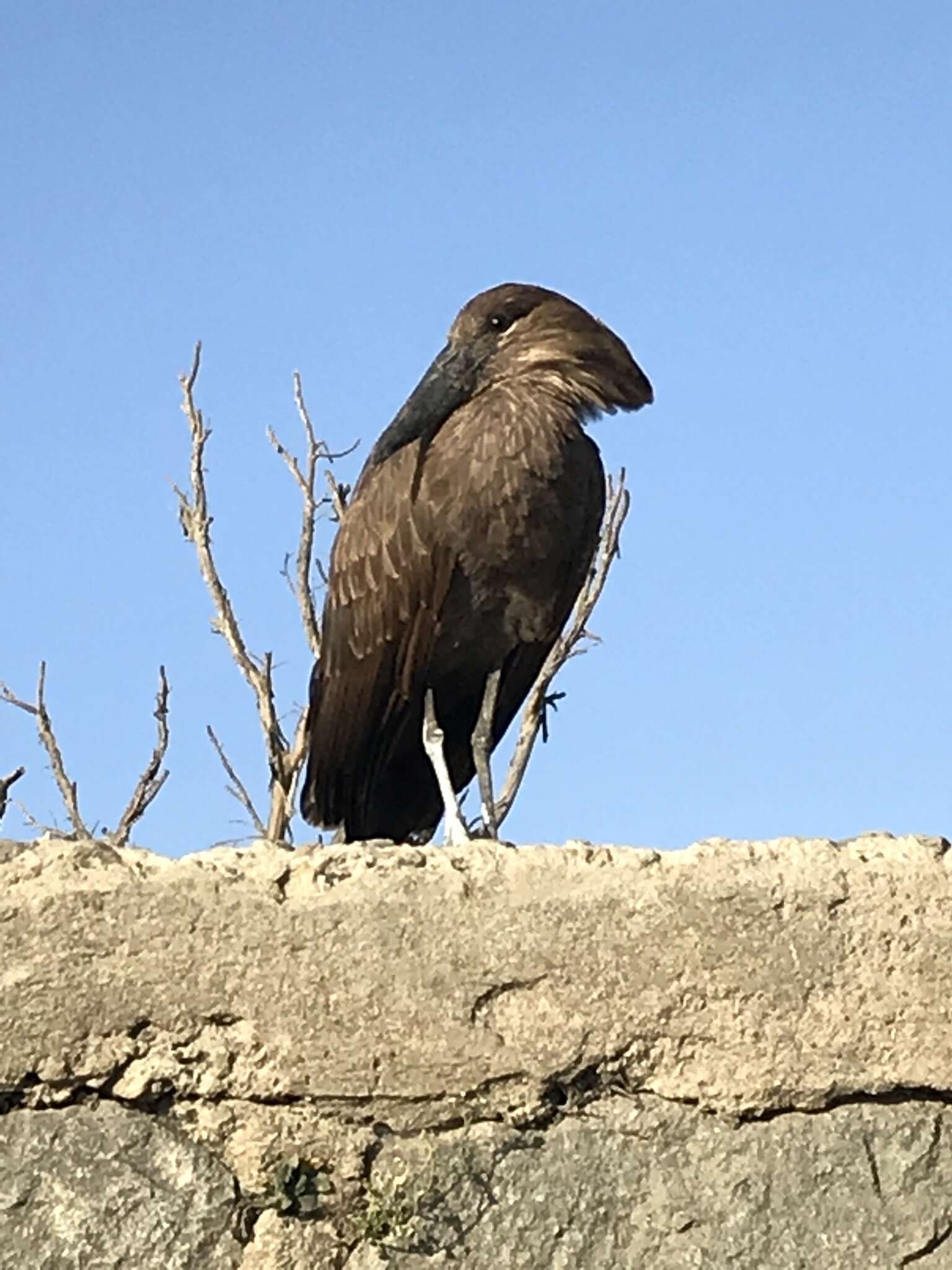 Image of hamerkop