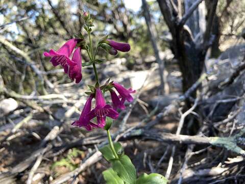 Image of Heller's beardtongue