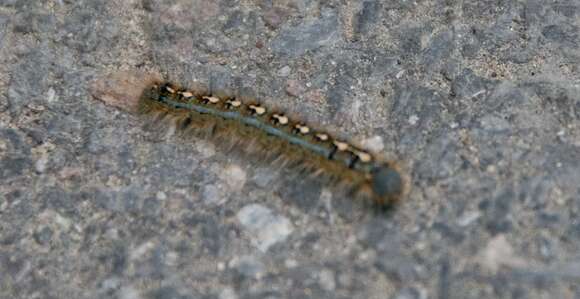 Image of Forest Tent Caterpillar Moth