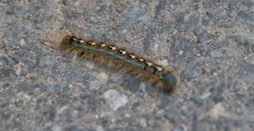 Image of Forest Tent Caterpillar Moth