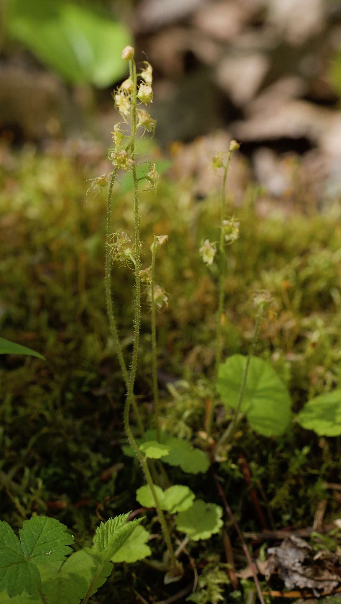 Image of naked miterwort